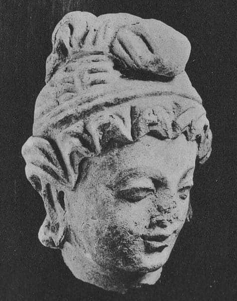 Head of female Donor