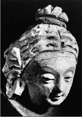 Head of female Donor