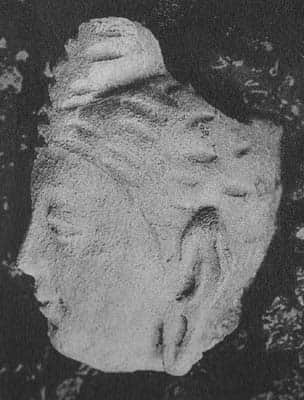 Head of Buddha