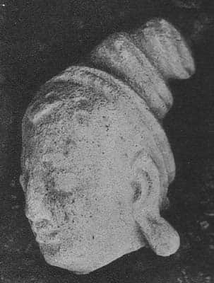 Head of female Donor