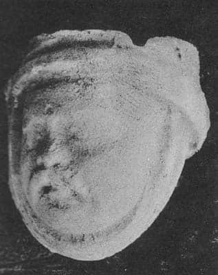 Head of Warrior
