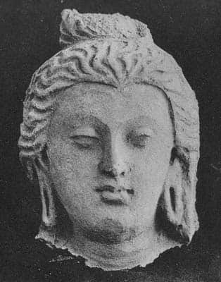Brahma or young brahman