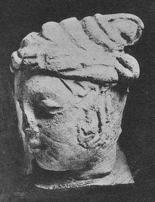 Head of female Donor