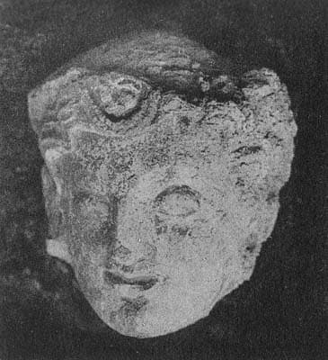 Head of a young donor