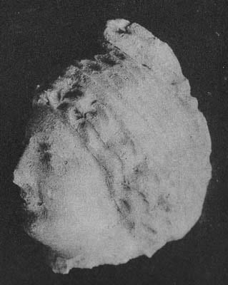 Figure in Stucco: Head of Bodhisattva, Tapa Kalān, Hadda